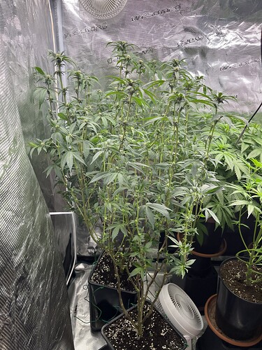 Growreport Bild 3