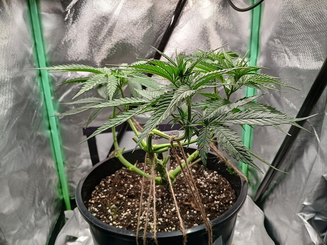 Growreport Bild 2