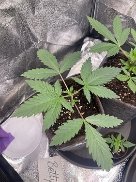 Growreport Bild 16