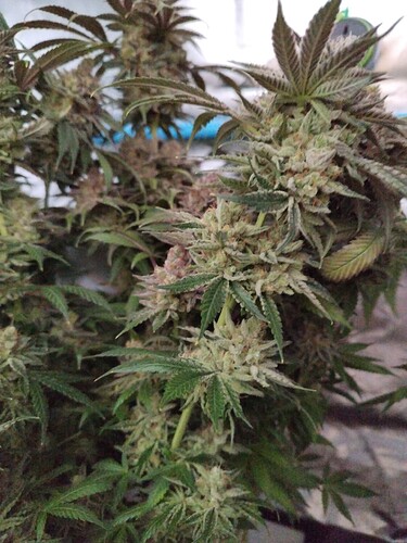 Growreport Bild 9