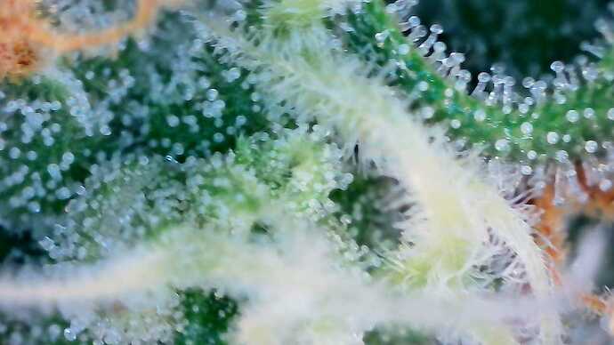 Growreport Bild 37