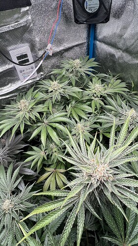 Growreport Bild 3