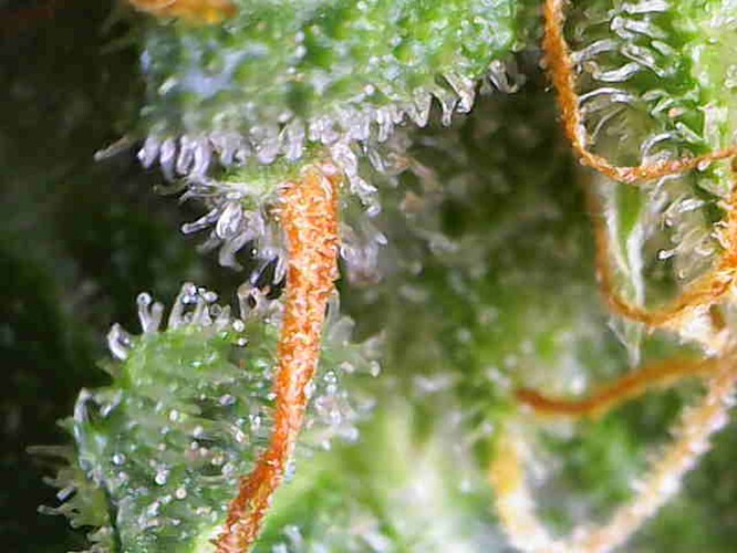 Growreport Bild 13