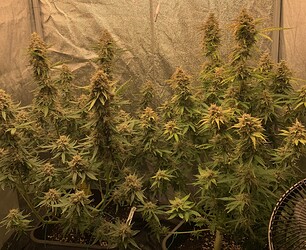 Growreport Bild 9