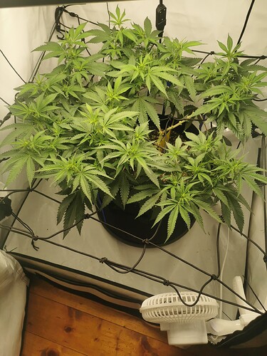 Growreport Bild 5