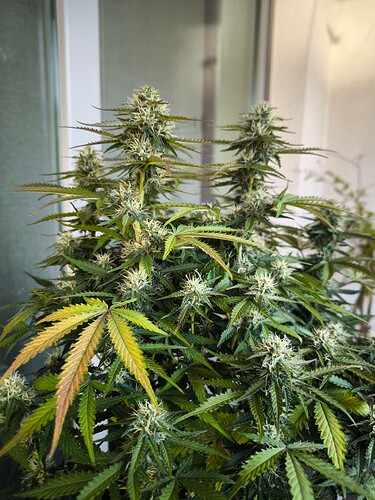 Growreport Bild 9