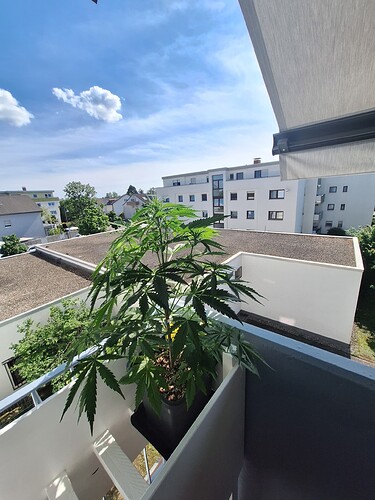 Growreport Bild 7