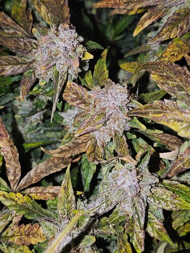 MVIMG_20251128_150223