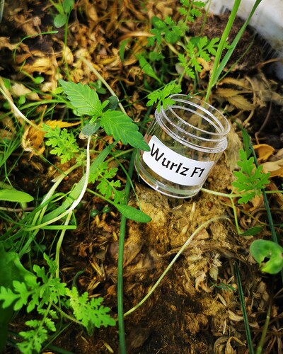 IMG_20250303_124001_edit_245932462134348