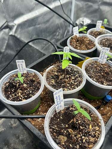 Growreport Bild 47