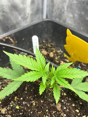 Growreport Bild 26