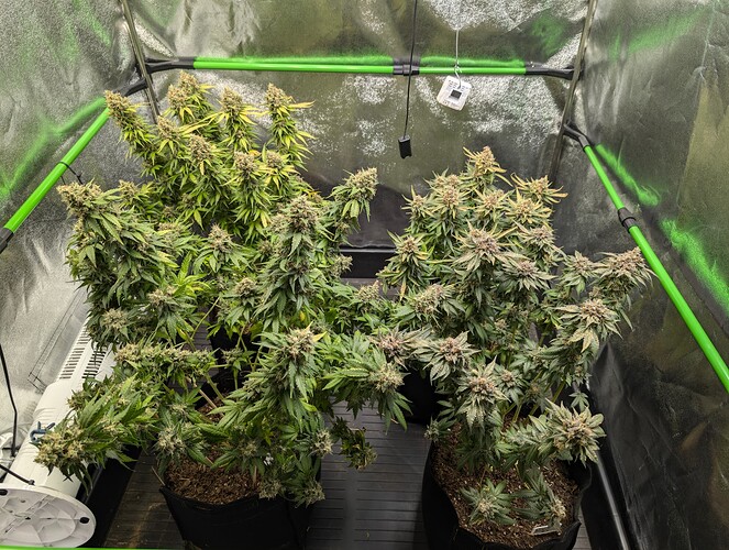 Growreport Bild 3