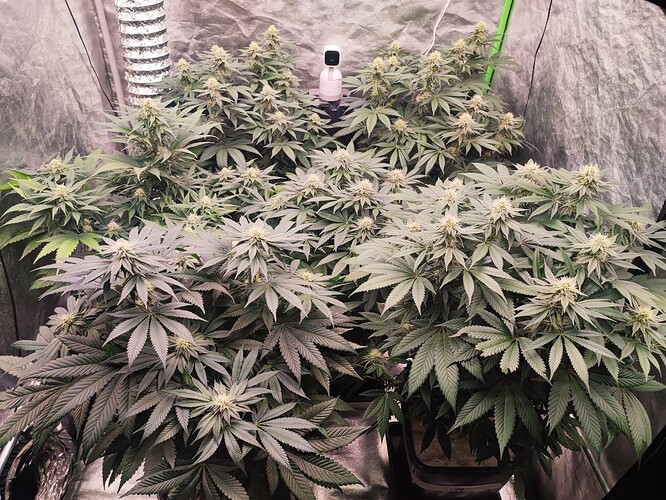 Growreport Bild 52