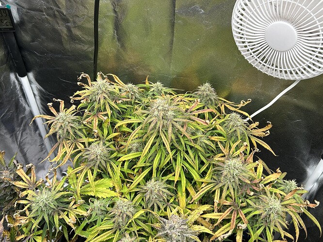 Growreport Bild 2