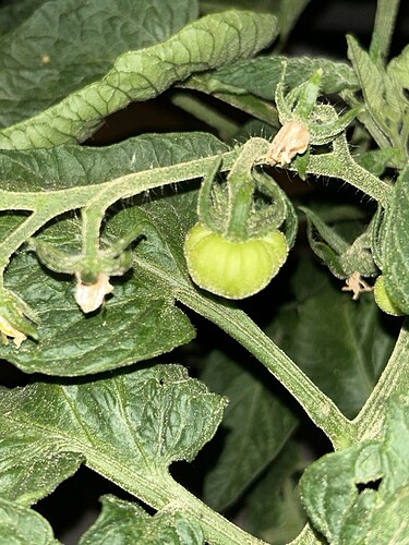 Growreport Bild 33