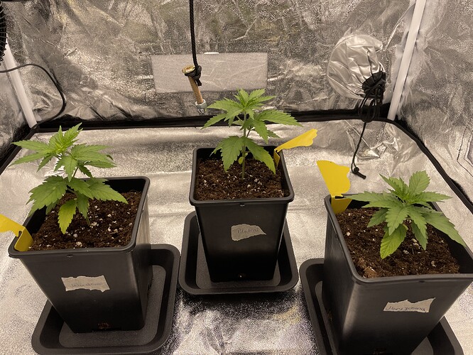 Growreport Bild 4