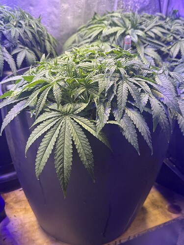 Growreport Bild 99