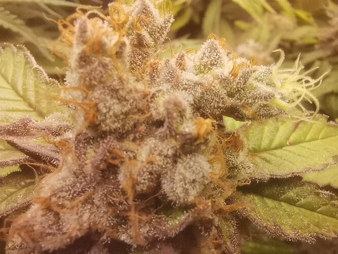 Growreport Bild 16