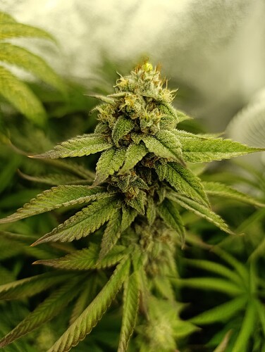 Growreport Bild 11