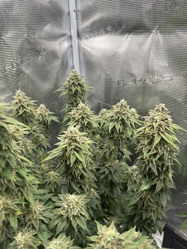 Growreport Bild 2