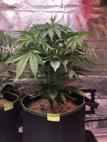 Growreport Bild 17