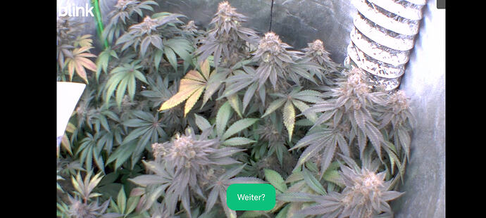 Growreport Bild 51