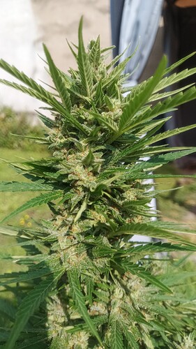 Growreport Bild 3