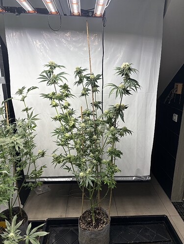 Growreport Bild 36
