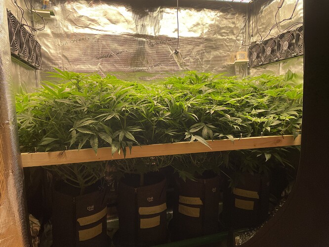 Eine Reihe von Cannabis-Pflanzen in der Wachstumsphase, die in einem Grow-Zelt unter LED-Beleuchtung wachsen. Mehrere Lüfter sind an der Decke des Zeltes montiert.
