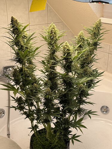 Growreport Bild 20