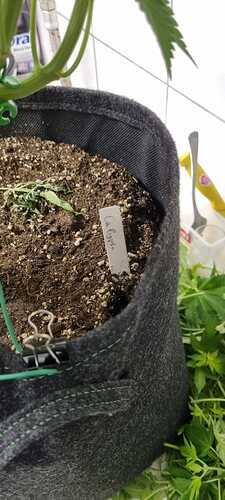 Growreport Bild 18