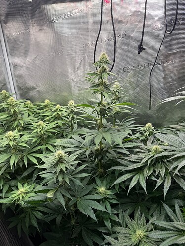 Growreport Bild 13