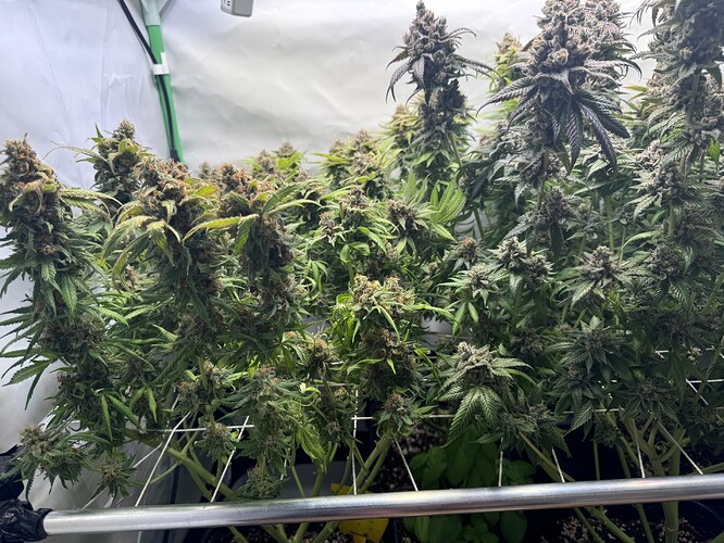Growreport Bild 21