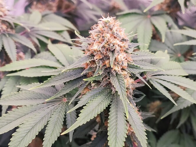 Growreport Bild 8
