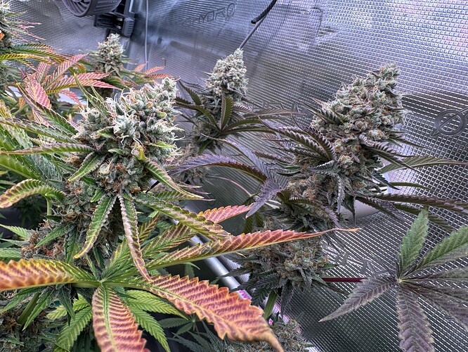 Growreport Bild 20