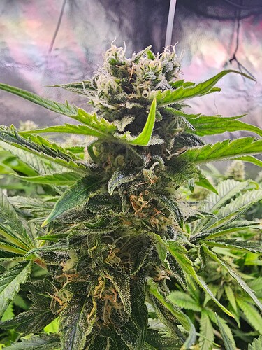 Growreport Bild 8