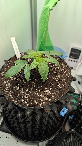 PXL_20250323_092135499.MP