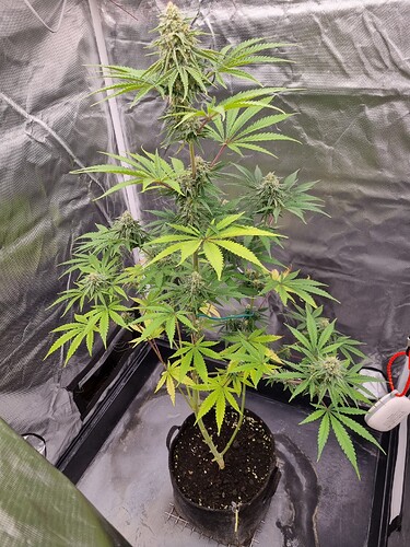 Eine blühende Cannabispflanze in einem Zelt, mit deutlichen Blütenständen und grünen Blättern.
