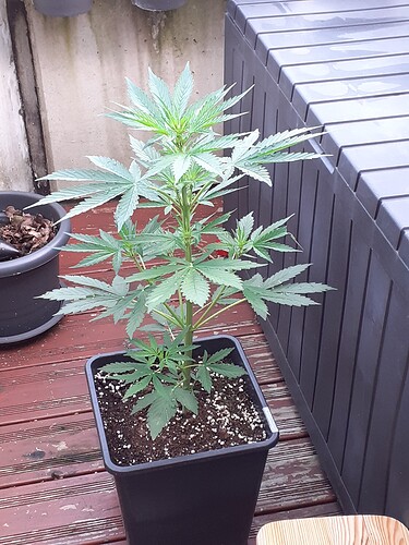 Growreport Bild 38