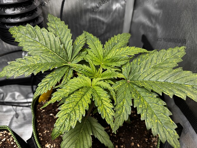 Growreport Bild 3