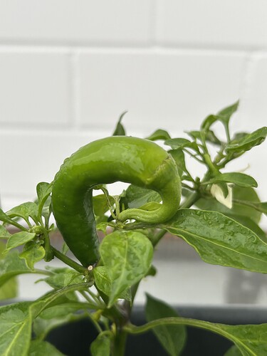 Growreport Bild 44