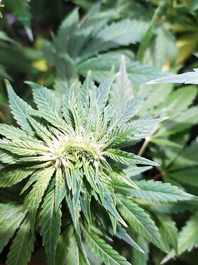 07dcfc43bf1d908482e0027abf549166504c45af_2_750x1000