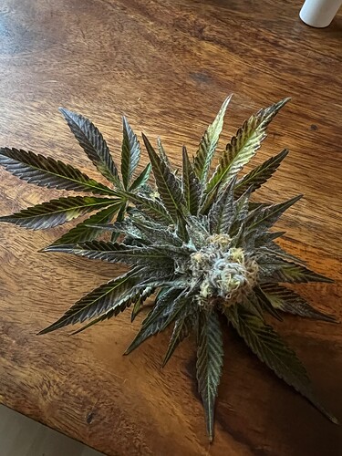 Growreport Bild 9