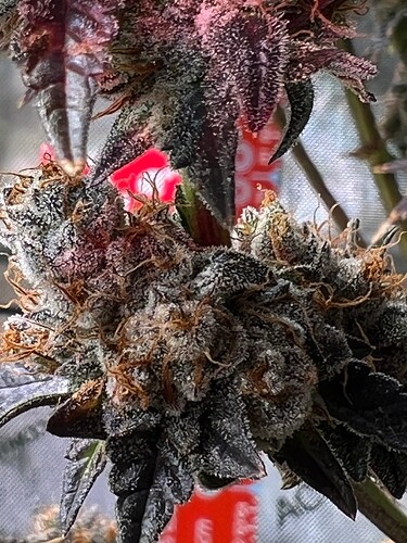 Growreport Bild 2