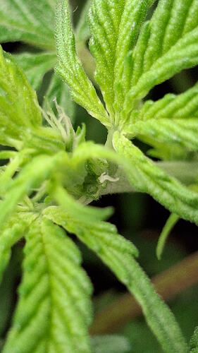 Growreport Bild 265