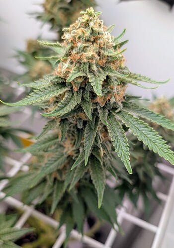 Growreport Bild 21