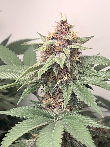 Growreport Bild 8