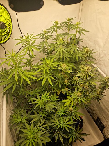 Growreport Bild 6