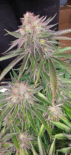 Growreport Bild 65