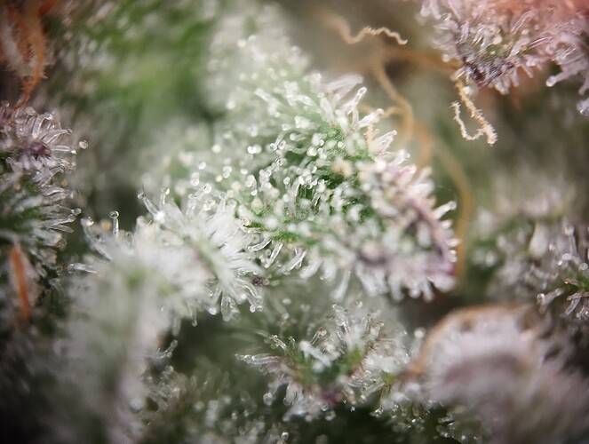 IMG_20250226_194818 - Kopie